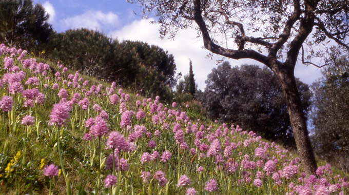 orchis italica